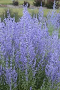 Blue Jean Baby Russian Sage (Perovskia) - 1 Gallon Pot -Home Bloom Garden perovskia atriplicifolia blue jean baby russian sage 1