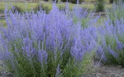 Blue Jean Baby Russian Sage (Perovskia) - 1 Gallon Pot -Home Bloom Garden perovskia atriplicifolia blue jean baby russian sage 3
