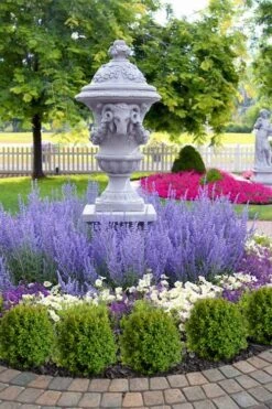 Blue Jean Baby Russian Sage (Perovskia) - 1 Gallon Pot -Home Bloom Garden perovskia atriplicifolia denim n lace russian sage 14 1
