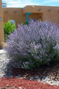 Russian Sage (Perovskia Atriplicifolia) - 1 Gallon Pot 11 Russian Sage (Perovskia Atriplicifolia) - 1 Gallon Pot -Home Bloom Garden perovskia atriplicifolia russian sage 1