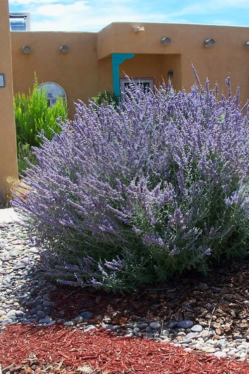 Russian Sage (Perovskia Atriplicifolia) - 1 Gallon Pot 6 Russian Sage (Perovskia Atriplicifolia) - 1 Gallon Pot - Image 4