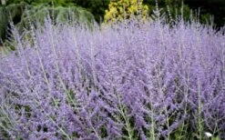 Russian Sage (Perovskia Atriplicifolia) - 1 Gallon Pot 12 Russian Sage (Perovskia Atriplicifolia) - 1 Gallon Pot -Home Bloom Garden perovskia atriplicifolia russian sage 3