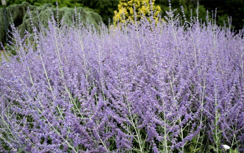 Russian Sage (Perovskia Atriplicifolia) - 1 Gallon Pot 7 Russian Sage (Perovskia Atriplicifolia) - 1 Gallon Pot - Image 5