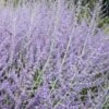 Russian Sage (Perovskia Atriplicifolia) - 1 Gallon Pot -Home Bloom Garden perovskia atriplicifolia russian sage 4