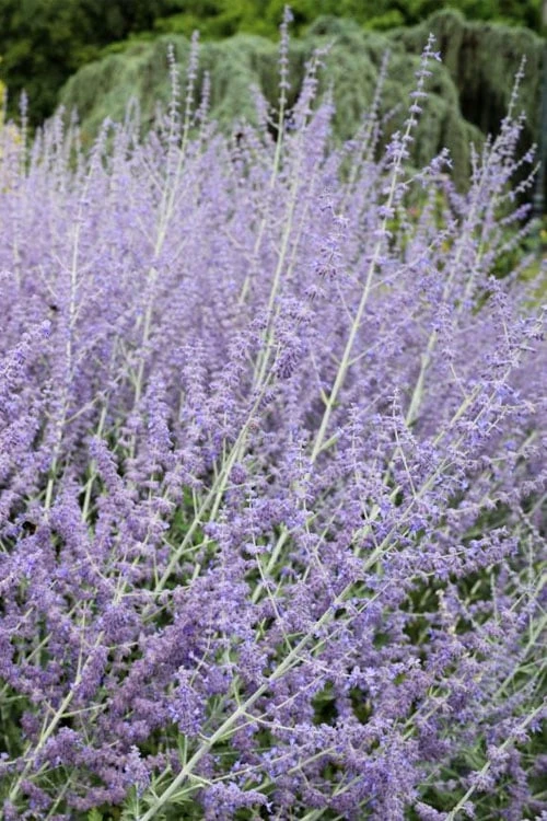 Russian Sage (Perovskia Atriplicifolia) - 1 Gallon Pot 3 Russian Sage (Perovskia Atriplicifolia) - 1 Gallon Pot