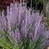 Sage Advice Russian Sage - 1 Gallon -Home Bloom Garden perovskia sage advice russian sage 105