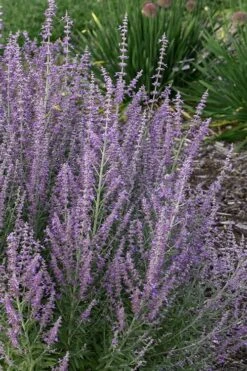 Sage Advice Russian Sage - 1 Gallon -Home Bloom Garden perovskiaatriplicifolia sage advice russian sage 2