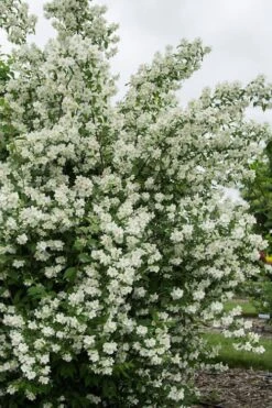 Blizzard Mock Orange (Philadelphus) - 5 Gallon Pot -Home Bloom Garden philadelphus lewisii blizzard mock orange 2