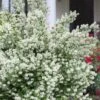 Blizzard Mock Orange (Philadelphus) - 5 Gallon Pot -Home Bloom Garden philadelphus lewisii blizzard mock orange 8