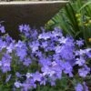 Blue Moon Woodland Phlox - 1 Gallon Pot -Home Bloom Garden phlox divaricata blue moon woodland phlox 2
