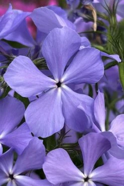 Blue Moon Woodland Phlox - 1 Gallon Pot -Home Bloom Garden phlox divaricata blue moon woodland phlox 3