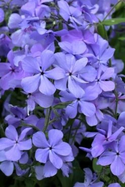 Blue Moon Woodland Phlox - 1 Gallon Pot -Home Bloom Garden phlox divaricata blue moon woodland phlox 4