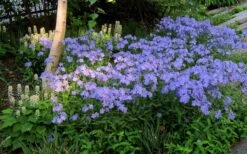 Blue Moon Woodland Phlox - 1 Gallon Pot -Home Bloom Garden phlox divaricata blue moon woodland phlox 7