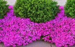 Drummond's Pink Creeping Phlox - 1 Gallon Pot -Home Bloom Garden phlox subulata drummonds pink creeping 2
