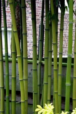 Incense Bamboo (Phyllostachys Atrovaginata) - 3 Gallon Pot -Home Bloom Garden phyllostachys atrovaginata incense bamboo 2