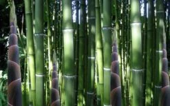 Incense Bamboo (Phyllostachys Atrovaginata) - 3 Gallon Pot -Home Bloom Garden phyllostachys atrovaginata incense bamboo 3