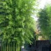 Incense Bamboo (Phyllostachys Atrovaginata) - 3 Gallon Pot 2 Incense Bamboo (Phyllostachys Atrovaginata) - 3 Gallon Pot -Home Bloom Garden phyllostachys atrovaginata incense bamboo 5