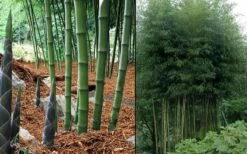Incense Bamboo (Phyllostachys Atrovaginata) - 3 Gallon Pot -Home Bloom Garden phyllostachys atrovaginata incense bamboo 7