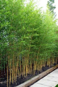 Koi Golden Bamboo (Phyllostachys Aurea 'Koi') - 3 Gallon Pot (4-6'+) -Home Bloom Garden phyllostachys aurea koi golden bamboo 100