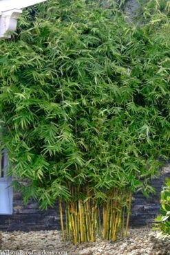Koi Golden Bamboo (Phyllostachys Aurea 'Koi') - 3 Gallon Pot (2-4') -Home Bloom Garden phyllostachys aurea koi golden bamboo 101 1