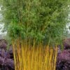Green Groove Golden Bamboo - Phyllostachys Aureosulcata 'Spectabilis' - 3 Gallon Pot (2-4') -Home Bloom Garden phyllostachys aureosulcata spectabilis green groove bamboo 102 1