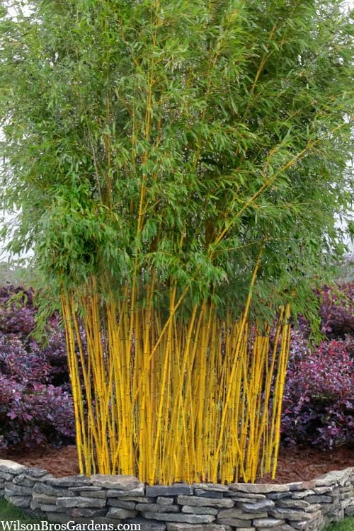 Green Groove Golden Bamboo - Phyllostachys Aureosulcata 'Spectabilis' - 3 Gallon Pot (4-6') 3 Green Groove Golden Bamboo - Phyllostachys Aureosulcata 'Spectabilis' - 3 Gallon Pot (4-6')