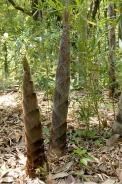 Moso Giant Bamboo (Phyllostachys Edulis 'Moso') - 3 Gallon Pot (2-4') -Home Bloom Garden phyllostachys edulis moso giant timber bamboo 100 1