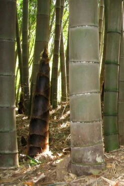 Moso Giant Bamboo (Phyllostachys Edulis 'Moso') - 3 Gallon Pot (4-6') -Home Bloom Garden phyllostachys edulis moso giant timber bamboo 101