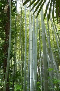 Moso Giant Bamboo (Phyllostachys Edulis 'Moso') - 3 Gallon Pot (2-4') -Home Bloom Garden phyllostachys edulis moso giant timber bamboo 105 1