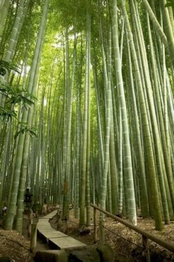 Moso Giant Bamboo (Phyllostachys Edulis 'Moso') - 3 Gallon Pot (2-4') -Home Bloom Garden phyllostachys edulis moso giant timber bamboo 106 1