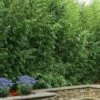 Red Margin Bamboo - Phyllostachys Rubromarginata - 3 Gallon Pot (2-4' HT) -Home Bloom Garden phyllostachys rubromarginata red margin bamboo 101 1