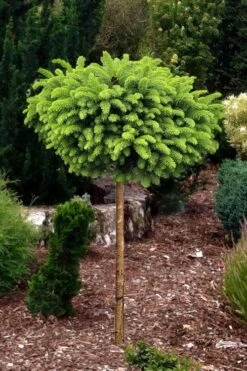 Little Gem Dwarf Norway Spruce Tree (Single Trunk) - 2 Gallon Pot -Home Bloom Garden picea abies little gem dwarf norway spruce tree 1