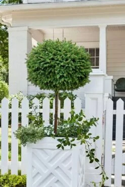 Little Gem Dwarf Norway Spruce Tree (Single Trunk) - 2 Gallon Pot -Home Bloom Garden picea abies little gem dwarf norway spruce tree 5