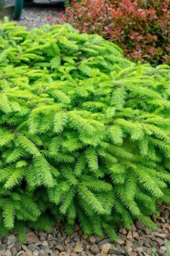 Bird's Nest Spruce (Picea Abies 'Nidiformis') - 2 Gallon Pot -Home Bloom Garden picea abies nidiformis birds nest norway spruce 1