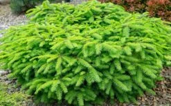 Bird's Nest Spruce (Picea Abies 'Nidiformis') - 2 Gallon Pot -Home Bloom Garden picea abies nidiformis birds nest norway spruce 2