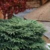 Bird's Nest Spruce (Picea Abies 'Nidiformis') - 1 Gallon Pot -Home Bloom Garden picea abies nidiformis birds nest norway spruce 8 1