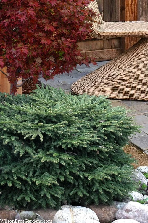Bird's Nest Spruce (Picea Abies 'Nidiformis') - 1 Gallon Pot 3 Bird's Nest Spruce (Picea Abies 'Nidiformis') - 1 Gallon Pot