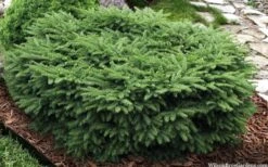 Bird's Nest Spruce (Picea Abies 'Nidiformis') - 2 Gallon Pot -Home Bloom Garden picea abies nidiformis birds nest norway spruce 9