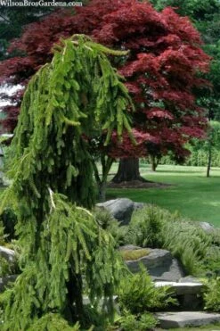 Weeping Norway Spruce (Picea Abies 'Pendula') - 2 Gallon Pot -Home Bloom Garden picea abies pendula weeping norway spruce 10