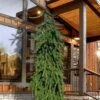 Weeping Norway Spruce (Picea Abies 'Pendula') - 2 Gallon Pot -Home Bloom Garden picea abies pendula weeping norway spruce 4