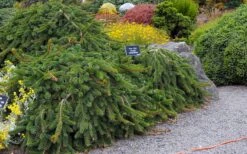 Weeping Norway Spruce (Picea Abies 'Pendula') - 5 Gallon Pot -Home Bloom Garden picea abies pendula weeping norway spruce 6 1