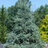 Hudson White Spruce (Picea Glauca 'Hudsonii') - 6 Gallon Pot -Home Bloom Garden picea glauca hudsonii hudson white spruce 1