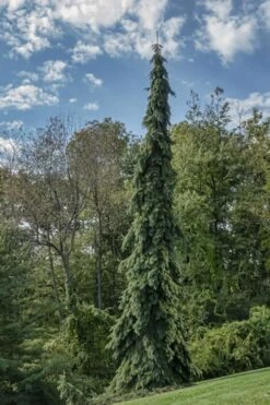 Weeping White Spruce (Picea Glauca 'Pendula') - 5 Gallon Pot -Home Bloom Garden picea glauca pendula weeping white spruce 21