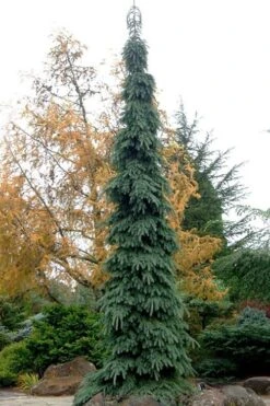 Weeping White Spruce (Picea Glauca 'Pendula') - 1 Gallon Pot -Home Bloom Garden picea glauca pendula weeping white spruce 3 1