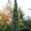 Weeping White Spruce (Picea Glauca 'Pendula') - 1 Gallon Pot -Home Bloom Garden picea glauca pendula weeping white spruce 30 1