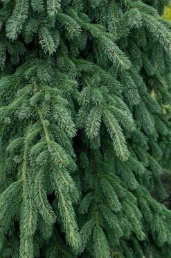 Weeping White Spruce (Picea Glauca 'Pendula') - 1 Gallon Pot -Home Bloom Garden picea glauca pendula weeping white spruce 4 1
