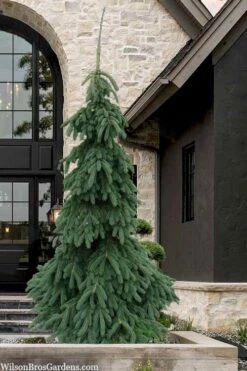 Weeping White Spruce (Picea Glauca 'Pendula') - 5 Gallon Pot -Home Bloom Garden picea glauca pendula weeping white spruce 7