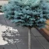 Dwarf Globe Blue Spruce Topiary Tree (Picea Pungens 'Globosa') - 5 Gallon Pot -Home Bloom Garden picea pungens glauca globosa dwarf globe colorad0 blue spruce topiary tree 1