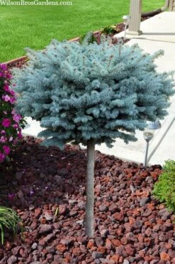 Dwarf Globe Blue Spruce Topiary Tree (Picea Pungens 'Globosa') - 5 Gallon Pot -Home Bloom Garden picea pungens glauca globosa dwarf globe colorado blue spruce topiary tree 2
