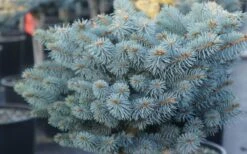 Dwarf Globe Blue Spruce Topiary Tree (Picea Pungens 'Globosa') - 5 Gallon Pot -Home Bloom Garden picea pungens globosa dwarf globe blue spruce 2